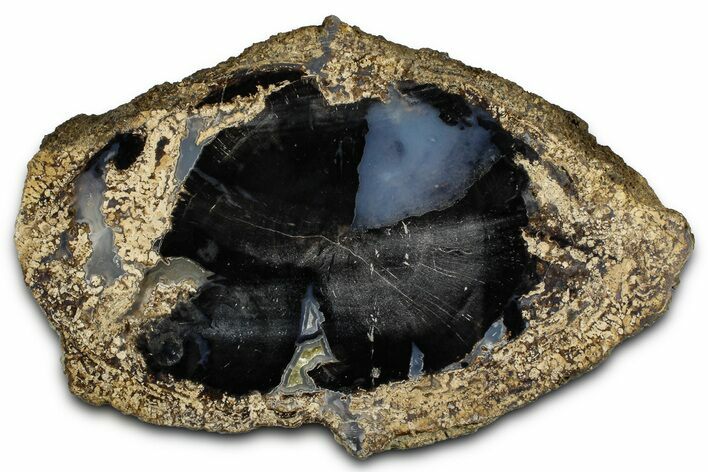 Petrified Wood (Schinoxylon) Limb Round - Blue Forest, Wyoming #371142